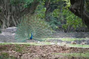 peacock in the forest