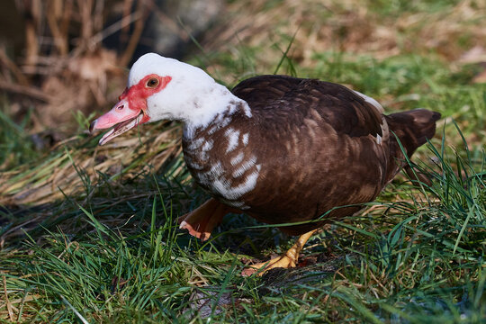 Moschusente, Cairina moschata