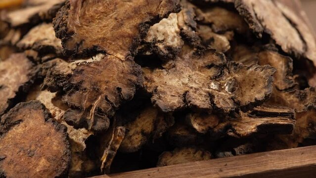 Szechuan Lovage Rhizome (Ligusticum striatum) spinning around with closeup angle. It may have diuretic and antimicrobial properties