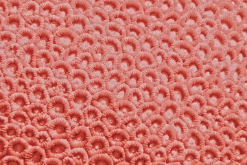 coral color texture background pink tone pastel nature sea underwater