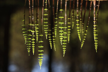 green shoots graphics concept nature horsetail in the forest