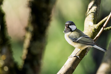 Obraz premium Mésange charbonnière, Parus Major, seul oiseau sur une branche