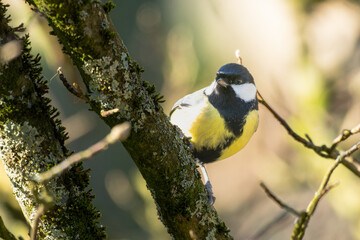Mésange charbonnière, Parus Major, seul oiseau sur une branche