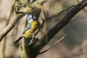 Mésange bleue, Parus caeruleus, seul oiseau sur une branche