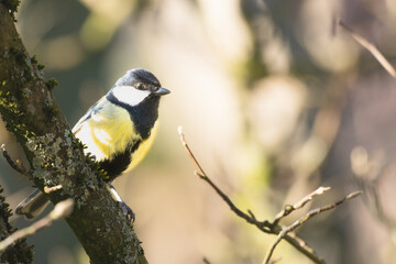 M&eacute;sange charbonni&egrave;re, Parus Major, seul oiseau sur une branche