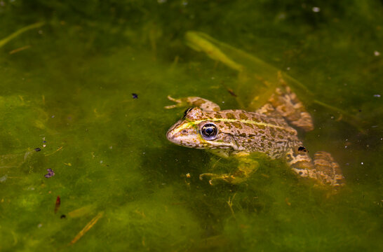 frog in its natural habitat, Cukurca, Hakkari
