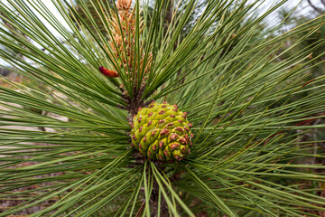 pinus torreyana, torrey pine