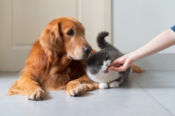 Feeding British Shorthair and Golden Retriever with food in hand