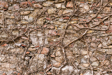 monochrome texture of old wall with twisty branches closeup, black and white vintage gray background macro, wallpaper