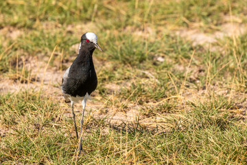 Blacksmith lapwing or plover (Vanellus armatus) in a wetland, Amboseli National Park, Kenya.