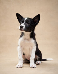 black and white puppy on a beige background. one month old border collie in studio. Dog in studio 