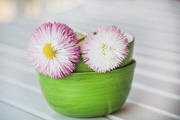Cute Still Life With Two Daisy Flowers - 587609196