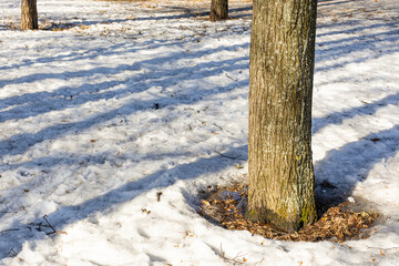 Thawed tree around a tree in the park in spring