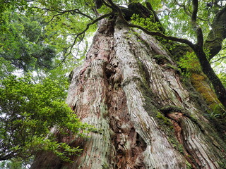 屋久島紀元杉
