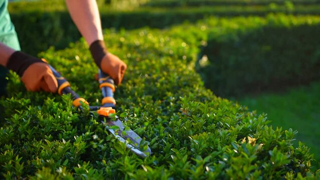 male gardener's hands in uniform trimming Pruning Decorative Bushes sunny close up
