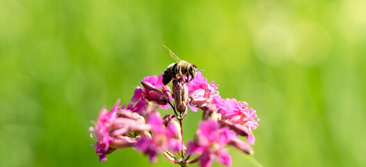 Bee and flower. Close up of a large striped bee collects honey on a yellow flower on a Sunny bright day. Macro horizontal photography. Summer and spring backgrounds