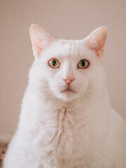 gato, albino, blanco, negro, colores, verde, rosa, gatito, animal, mascota