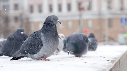 pigeons walk in the snow in winter, freeze from the cold in the cold during a blizzard