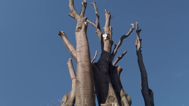Wounds of sawn branches on a tree trunk. Seasonal rejuvenating and sanitary pruning of trees in the city