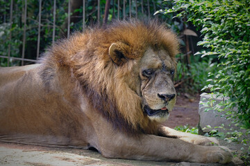 lion in the zoo
