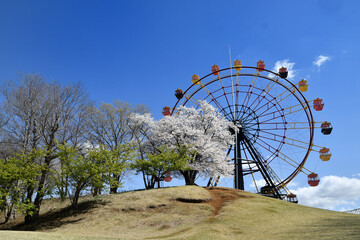 春の遊園地の観覧車