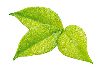Fototapeta na wymiar Green Lemon Leaf with Water Drops