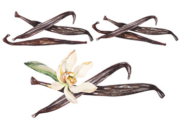 Watercolor Vanilla pods and flower.Dried vanilla beans.Food cooking condiment.Aromatic seasoning ingredient for cookery and sweet baking