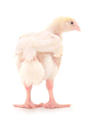 One chicken or young broiler chickens.