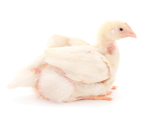 One chicken or young broiler chickens.