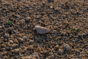 Pair of wedding rings, in the sand
