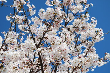 sakura,桜