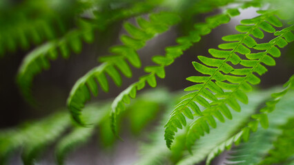 Macro de feuilles de fougère vertes, au printemps