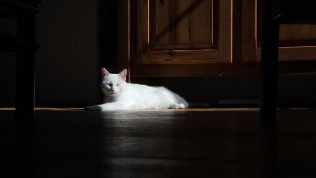 White albino cat lying on the floor in the light in a dark room.