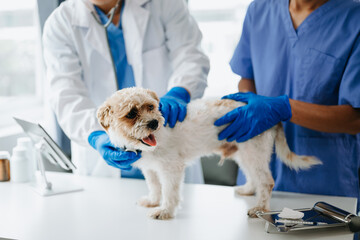 Two doctors are examining him. Veterinary medicine concept. shih tzu dog  in  veterinary clinic.