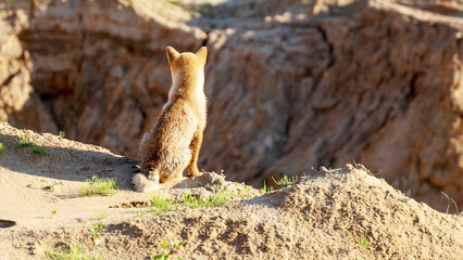 a dog or fox sits on a sandy cliff and looks into the distance