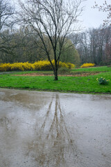 tree reflected on the wet path in the rain