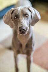 Weimaraner mirándome