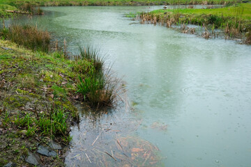 river in the woods in the rain