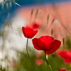 Red poppies, in the background fuzzy view of a tourist town in Croatia.