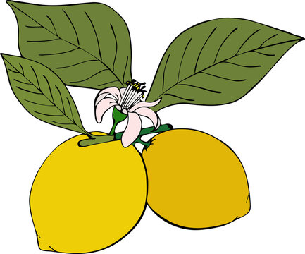 yellow lemons with green leaves and flower clip art preview
