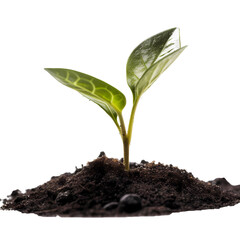 sapling PNG. saplings sprout isolated on blank background PNG