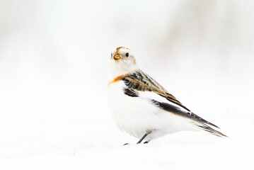 Snow bunting (Plectrophenax nivalis) closeup standing in the snow in early spring.