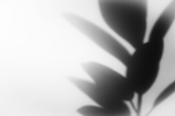 Obraz premium tropical leaf shadow overlay