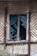 Fototapeta na wymiar jardines de villa burguese, paloma en ventana vieja