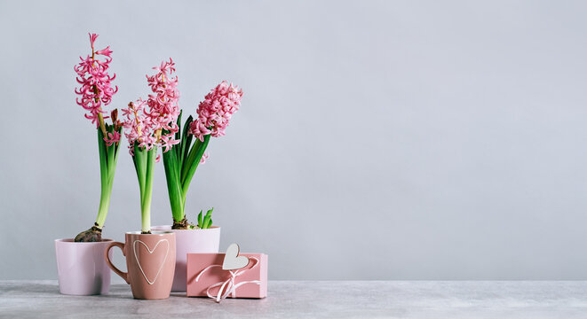 Three Pink hyacinth potted spring flowers at home on grey table with pink gift box. Hyacinth in mug with heart. Gift box. Flowerheads in bloom. Mothers Day birthday Easter. Thank you banner