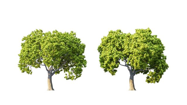 Growing trees isolated with alpha.3D animation growth grow from small to large, Meadow trees animate in the wind include alpha channel tree. Tree isolated Separated with alpha channel.