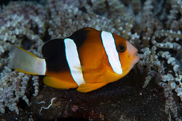 Naklejka na ściany i meble Clownfish - Klark’s Anemonefish -Amphiprion clarkii, taking care of eggs. Underwater world of Tulamben, Bali, Indonesia.