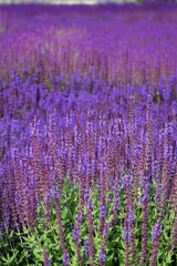 Summer and flowers. Lavender fields.