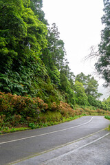 Fototapeta premium Road in the middle of tropical vegetation on the island of São Miguel, Azores, Portugal.