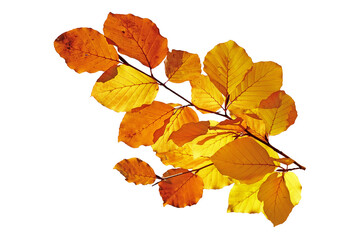 Fototapeta na wymiar Autumn Beech Leaf